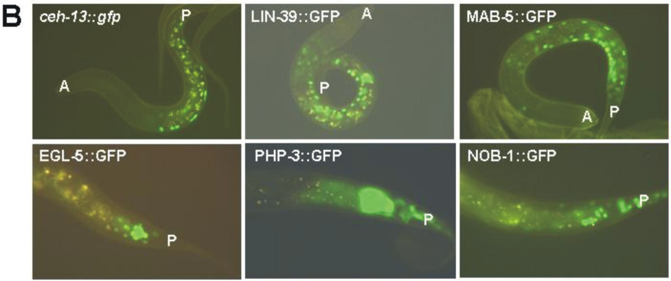 18. ábra. A C. elegans Hox gének expressziós mintázata. HOX::GFP riporter-konstrukciók expressziós mintázata embrionális (A) és L1 lárvastádiumokban (B).