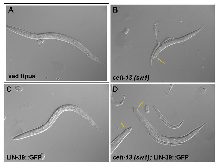 A ceh-13(sw1); LIN-39::GFP genotípusú állatokban a lin-39 gén extra kópiája képes volt menekíteni a ceh-13(sw1) mutáns állatok ún. Dpy (dumpy zömök testalkat) fenotípusát.