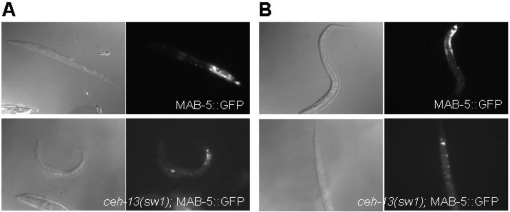 C. elegans Hox kluszter más tagjai esetében elıfordul hasonló jelenség: például a mab-5 és egl-5 gének között cross-regulatory interactions-t írtak le (Ferreira és mtsi., 1999).