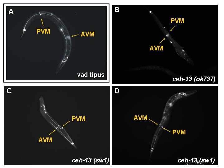 26. ábra. A QR.paa (AVM) és QL.paa (PVM) idegsejtek pozíciója vad típusú vs. ceh-13 mutáns fiatal felnıtt állatokban. (A) Egy vad típusú állatban a QR.paa (AVM) sejt a test elülsı, a QL.