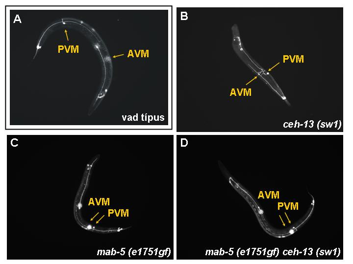 30. ábra. A QR.paa (AVM) és QL.paa (PVM) idegsejtek pozíciója vad típusú, ceh-13(sw1) mutáns és mab- 5(e1751gf) mutáns állatokban. (A) Vad típusú felnıtt hermafroditákban a QR.