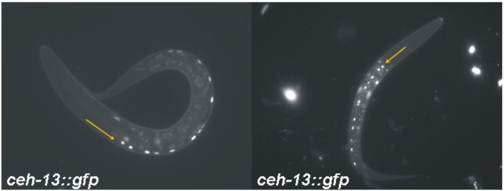 testfelszínét 12 darab páros sorba rendezıdı ektodermális prekurzor (P1-12) sejt alkotja. E sejtekben ceh-13::gfp expressziót figyeltem meg (31. ábra)