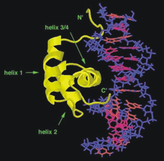 1. ábra. Homeotikus mutációk. (a) Vad típusú Drosophila 3. torszelvényébıl billérek fejlıdnek. (b) A Bithorax génkomplexben bekövetkezı mutációk némelyike a 3. torszelvény sejtjeit a 2.