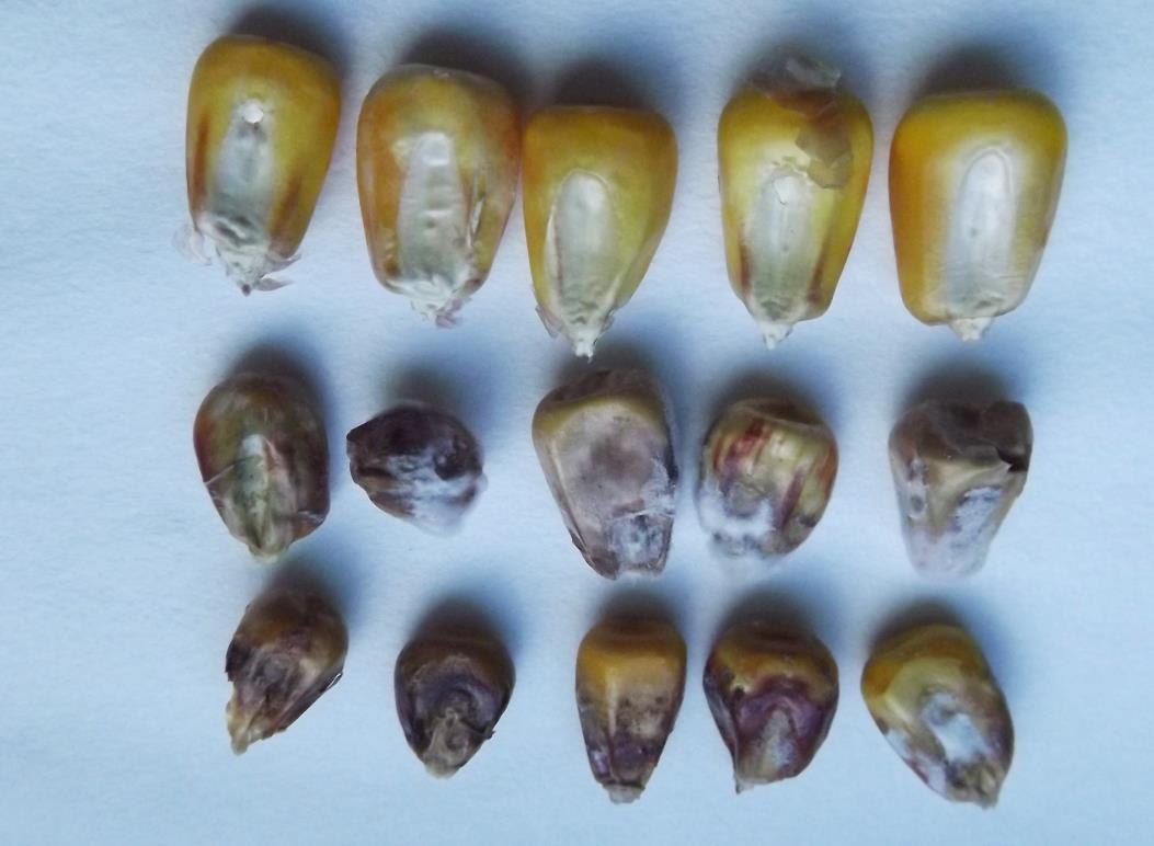 2. ábra. A csutka felől fertőződött szemek némelyike felülről nem mutat elváltozást (ez csövön nézve egészségesnek látszik), másoknál a betegség már a teljes szemet átfogta. Felső sor: kontroll.