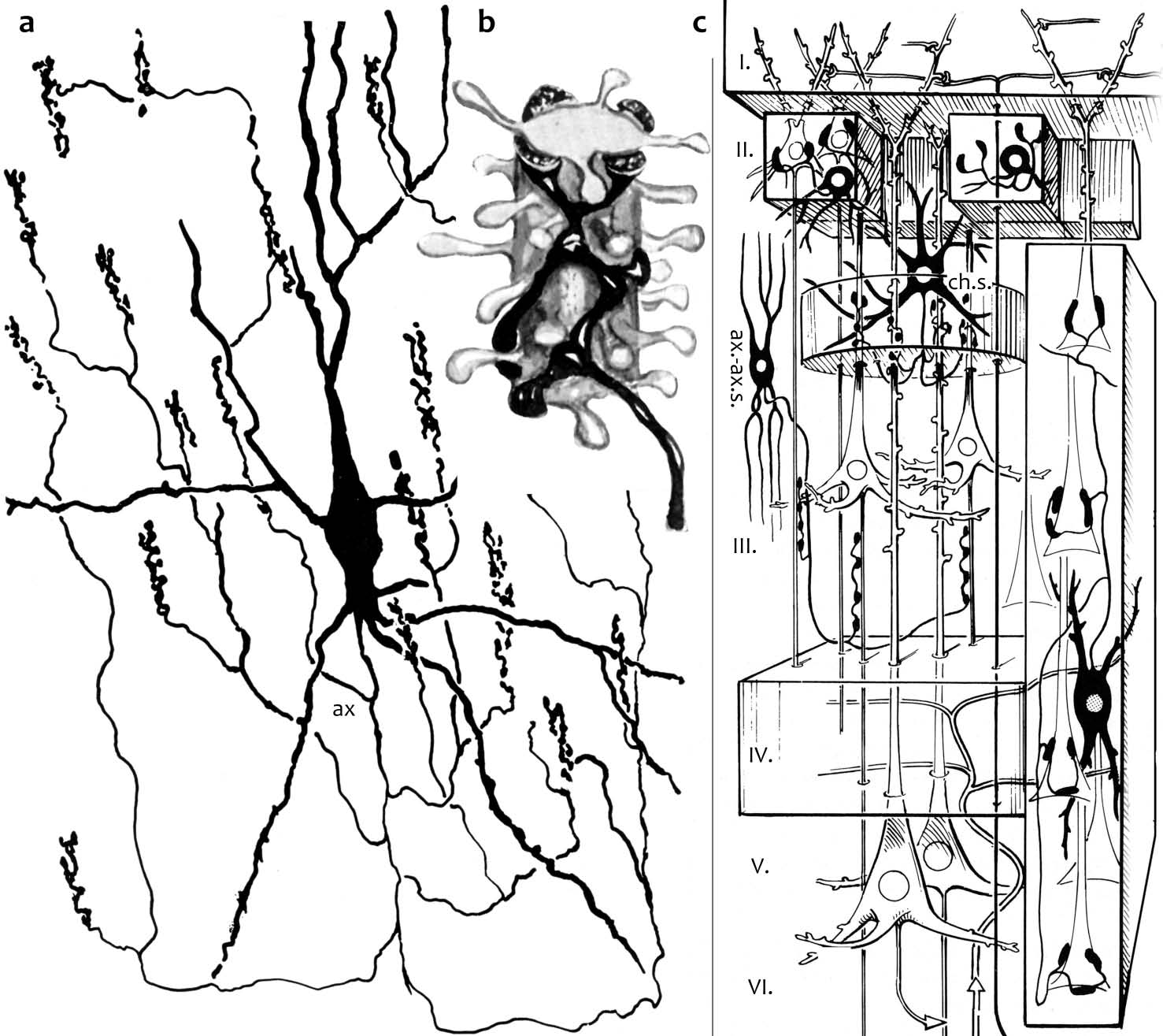 SZENTÁGOTHAI KANDELÁBERSEJTJE RÁVILÁGÍT TUDATUNKRA ÉS AZ AGYKÉ- REGRŐL VALÓ ISMERETEINK KORLÁTAIRA Somogyi Péter az MTA levelező tagja, Medical Research Council, Anatomical Neuropharmacology Unit,