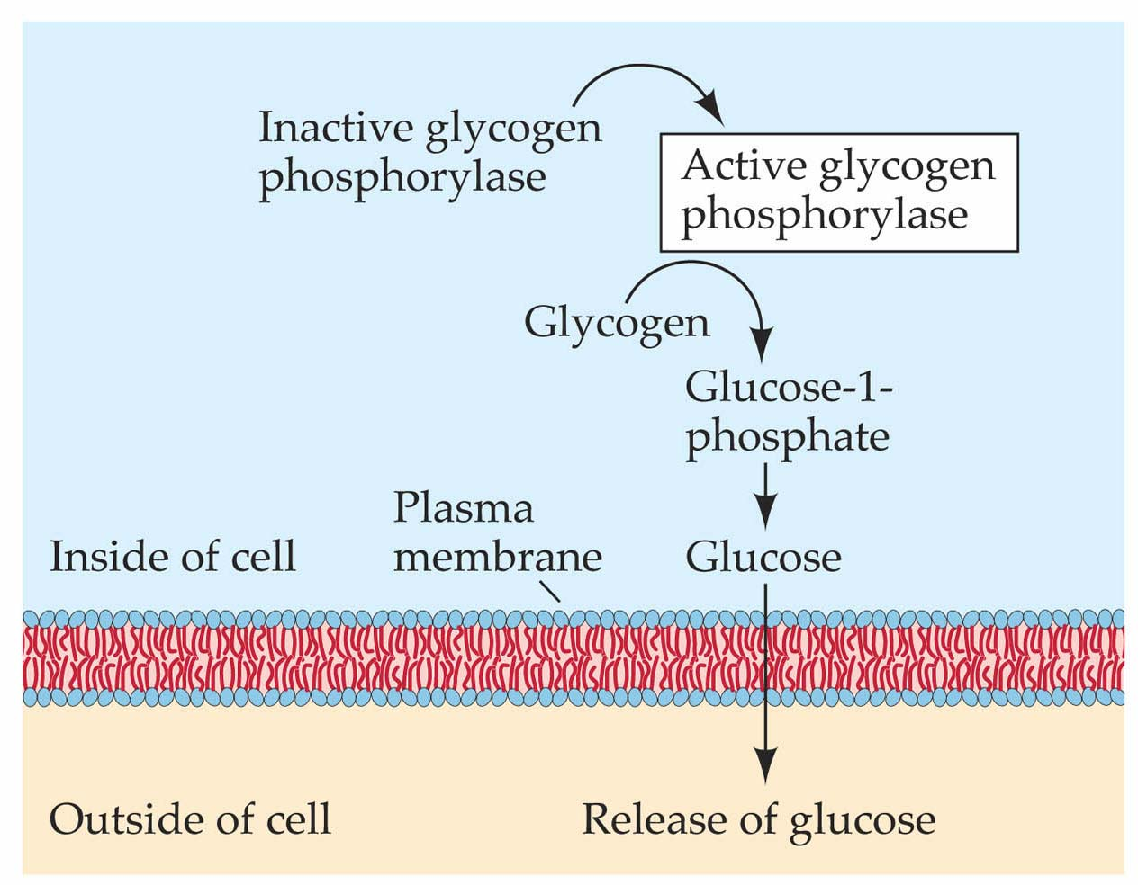 G-protein-Adenyl-cyclase camp