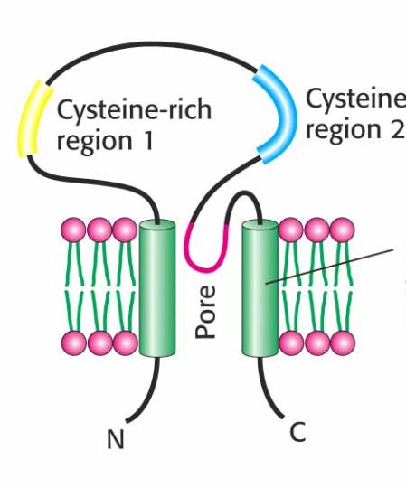 Ízérzékelő receptorok szerkezeti
