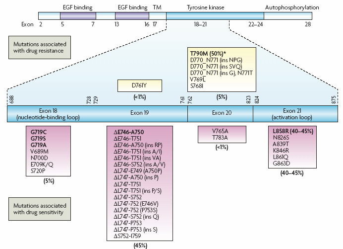 S.V. Sharma et al. Nature Reviews (2007)(91) 5. ábra. Az EGFR gefitnibre és erlotinibre érzékenyítı mutációi NSCLC-ben. 2.4.