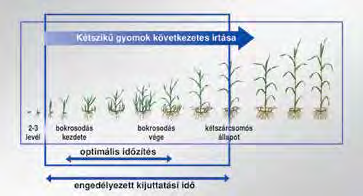 Sekator OD Kétszikű gyomnövények elleni általános kalászos gyomirtó szer, rugalmas megoldást nyújt gyakorlatilag bármely kétszikű gyomosodás esetén.