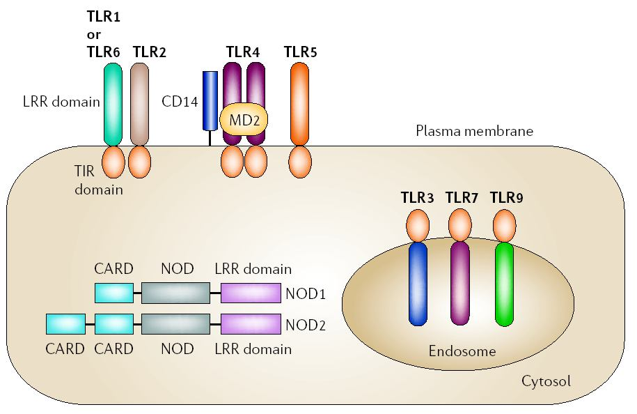 Membránhoz kötött (TLR) és