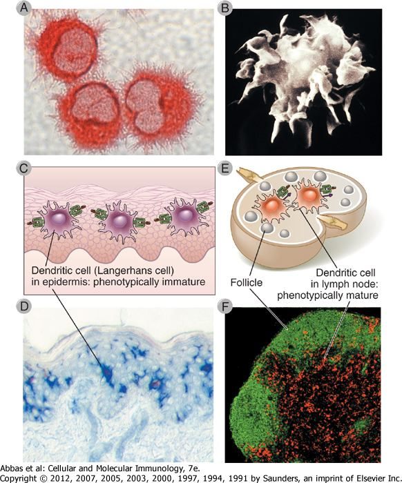 Dendritic cells. (A, B, and D courtesy of Dr. Y-J Liu, M.D. Anderson Cancer Center, Houston, Texas; F courtesy of Drs.