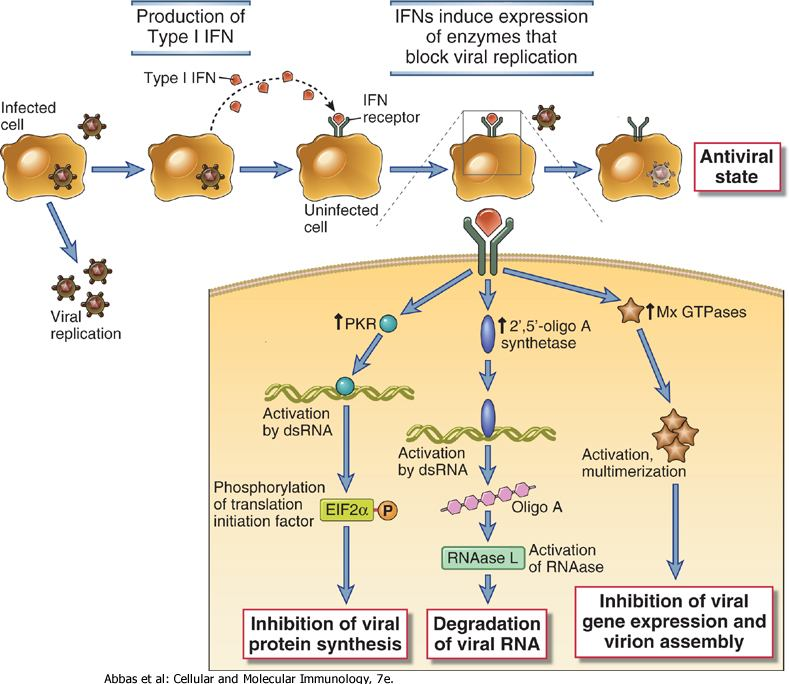 Az interferon antivirális hatásának mechanizmusa Downloaded