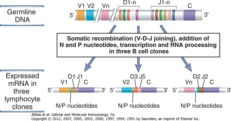 Figure 8-9 Diversity of antigen receptor genes. From the same germline DNA, it is possible to generate recombined DNA sequences and mrnas that differ in their V-D-J junctions.