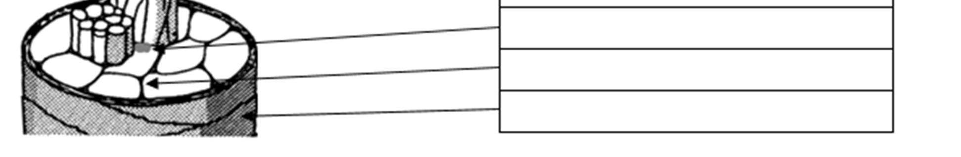 1. Feladat a) A következő kérdések a hajszál felépítésével kapcsolatosak, mely a fodrász számára elengedhetetlen. Nevezze meg a hajszál részeit az ábra segítségével! Válaszát a táblázat celláiba írja!