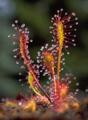 Harmatfűfélék családja (Droseraceae) A család hazánkban előforduló két nemzetsége közül a harmatfüvek (Drosera spp.