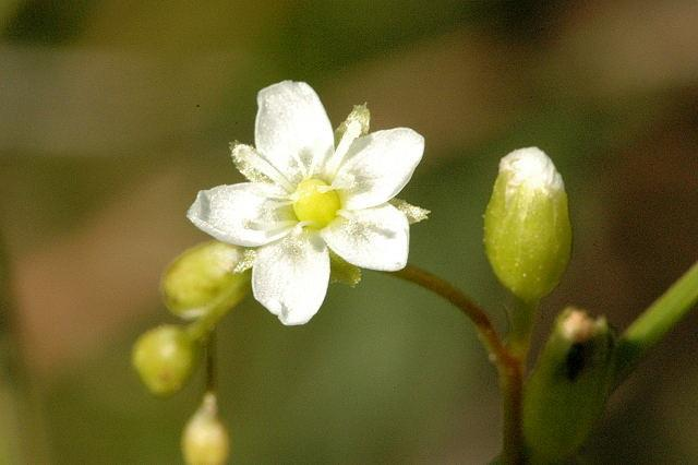 Kereklevelű harmatfű (Drosera rotundifolia) Nállunk hidegkori reliktum faj.