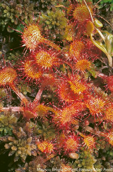 Kereklevelű harmatfű (Drosera rotundifolia) A mirigyszőrök közül a szélsők mindig behajlanak, a belsők bármerre állhatnak.