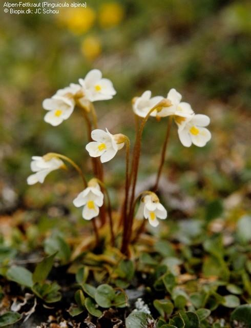 Rencefélék családja (Lentibulariaceae) A család hazánkban előforduló két nemzetsége közül a hízókák (Pinguicula spp.