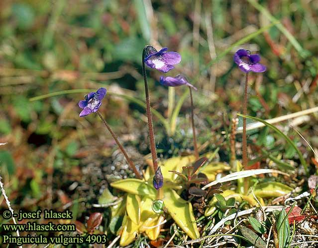 Hízóka nemzetség (Pinguicula) A nemzetség fajai tőlevélrózsás évelő növények. Felső és alsó ajakra tagolódó virágaik hosszú tőkocsányon nyílnak.