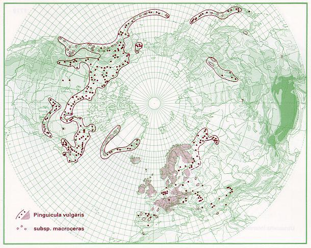 Lápi hízóka (Pinguicula vulgaris) Elterjedés A Pinguicula nemzetségben a legnagyobb areával rendelkező faj.