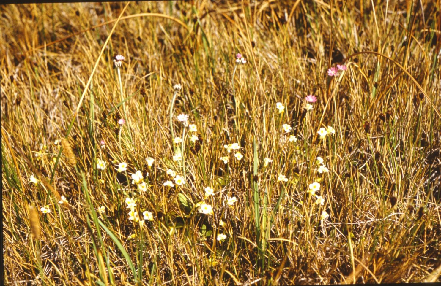 Havasi hízóka (Pinguicula alpina) A bányászat karsztvíz csökkentő hatása és a meliorációs tevékenységek miatt hazánkból