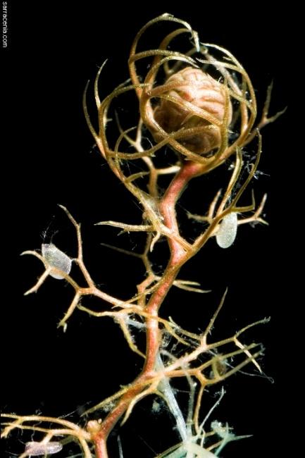 Rence nemzetség (Utricularia) A nemzetség fajai a víztestben lebegnek, nem gyökereznek. A vízfelszín fölé csak a virágok emelkednek.