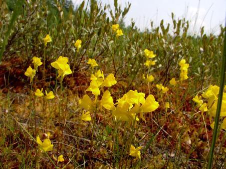 Rence nemzetség (Utricularia) A betelepített U.