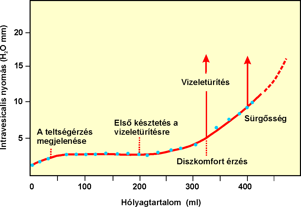 Felső húgyutak -vesekelyhek -vesemedence