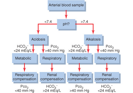 Respiratorikus alkalózis A. Kompenzáció: Vese H + szekréció HCO 3- reabszorpció HCO 3- szekréció Jellemzők: 1. ph 2.