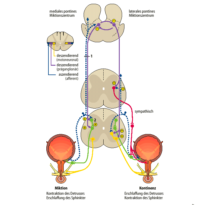 szimpatikus afferens paraszimpatikus afferens N.