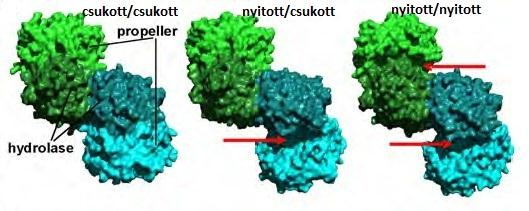 6. ábra A képen az ApAAP molekulafelszíni ábrázolása látható. A monomerek kék illetve zöld színnel vannak megjelölve, a sötétebb szín a hidroláz domén a világosabb pedig a katalitikus domén.