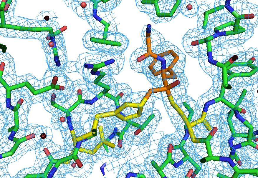 A második esetben CMK-inhibitoros oldatból készítettem kristályokat annak reményében, hogy a szubsztrát-kötött állapotot is belekényszeríthetjük a kristálybeli intermolekuláris kölcsönhatások