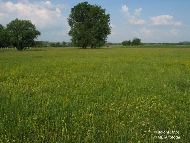 A D34 élőhely