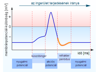 3. Csúcs fázis 4. Csökkenő fázis Na + beáramlás lelassul EmV_Na + = +45.