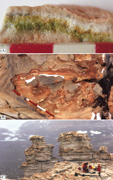 Cryomyces antarcticus és Cryomyces minteri Ross sivatagban élnek Jól bírják a