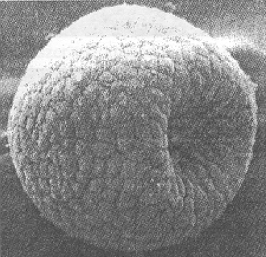 1. ábra Tengerisün embrió a sejtosztódás során [9] A kutatók a közelmúltig általában körszimmetrikus horpadási alakot feltételeztek [7] [16] [5] [30] [35], annak ellenére, hogy a horpadási alak a