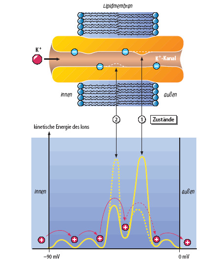 Csatornák: Vezetőképesség nagy: 10 6-10 8 ion/s (Siemens (S): ps = 10-12 S) A csatornák részei: pórus, szelektivitás szűrő, kapuzó alegység(ek) Ionszelektivitás: szelektív és nem szelektív