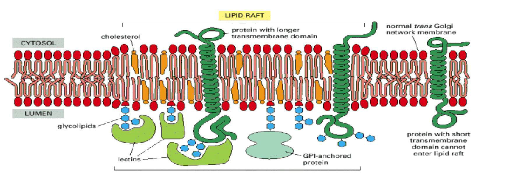 A lipid raftok Jelentőségük: platform egyes fehérjék felszíni sűrűségének növelésére, fehérje komplexek kialakulására és stabilizálására (jelátvitel, endo-/exocitózis, stb.