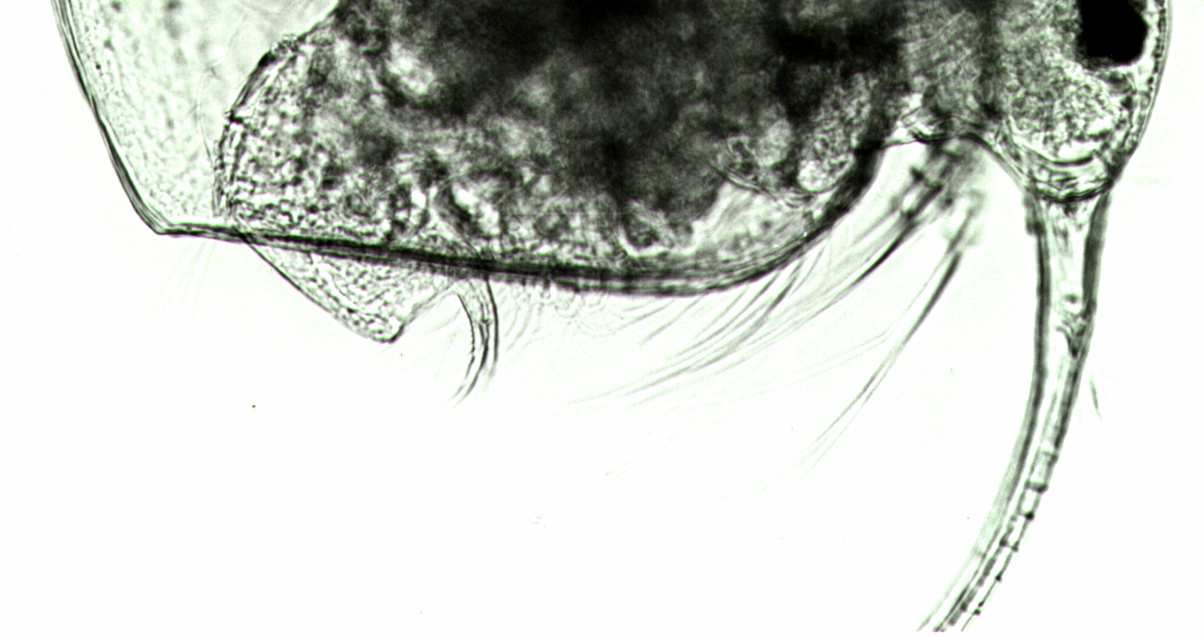 PONYI J. 49. Pleuroxus uncinatus Baird, 1850. FREY (1965) felülvizsgálta a P. balatonicus Daday, 1885 fajt és azt találta, hogy az a P. uncinatus var. balatonicus Daday változata.