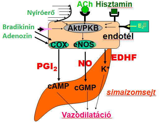1. ábra: Az endotél-függő vazodilatáció A különböző faktorok által mediált vazodilatáció (E 2 = ösztrogén; Akt/PKB = proteinkináz B jelátviteli útvonal; ACh = acetilkolin; camp = ciklikus adenozin
