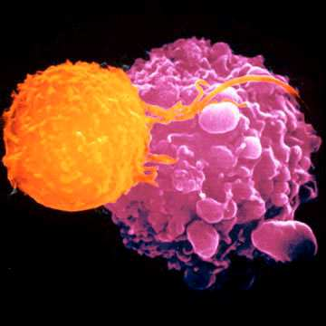 Sejtes immunitás: T sejtek CTL citotoxikus (ölő) T limfocita T h - helper (segítő) T sejt CTL Vírussal fertőzött