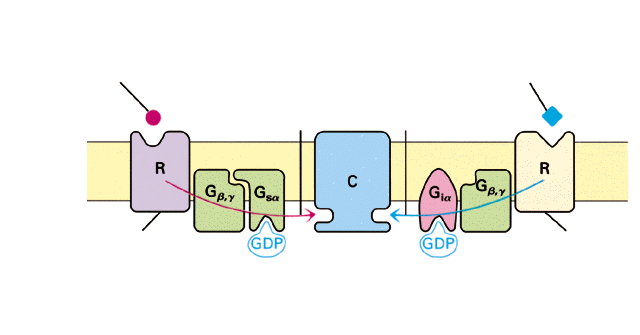 G proteinhez kapcsolt receptorok Serkentő ligand Adrenalin Noradrenalin dopamin Gátló ligand Adenozin Opioid Cannabinoid 5HT plazmamembrán A serkentő ligand receptora Serkentő G- protein komplex