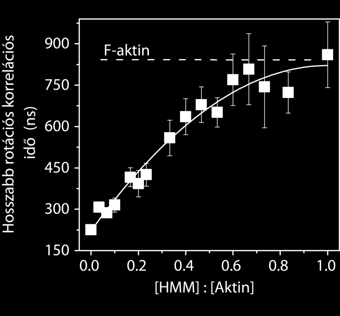 5 Eredmények megbeszélése Koszedimentációs kísérleteket végeztünk annak kizárására, hogy a formin esetleg gyengítené a tropomiozin aktinra vonatkozó affinitását.