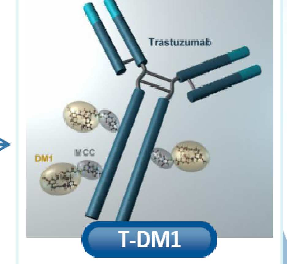 ANTIBODY-DRUG CONJUGATE : TDM1 Átlagos citosztatikum/antitest arány: 3,5:1 Target daganatsejt-felszíni