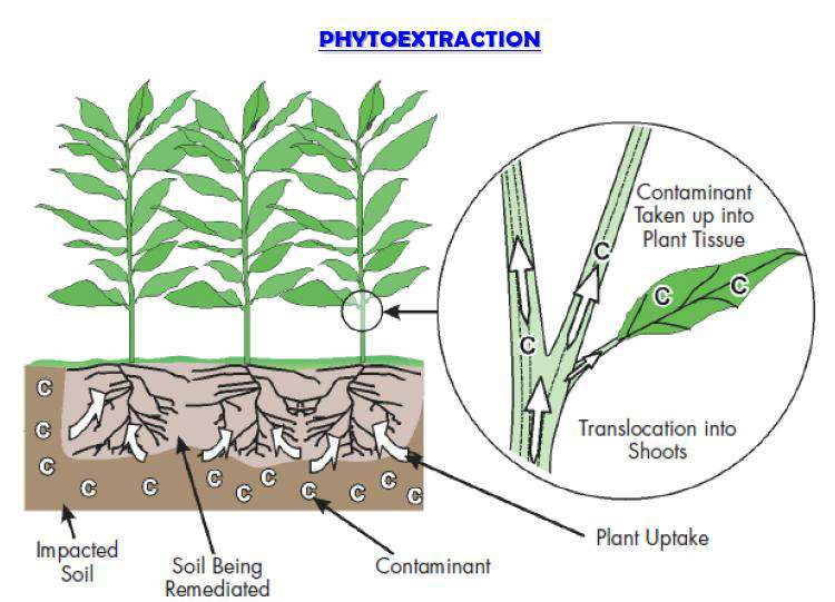 Fitoextrakció Szennyezőanyagok kivonása hiperakkumuláló vagy nagy biomassza tömeget képző növényekkel Hatékonyságot befolyásolja: -Fémek mennyisége és biológiai hozzáférhetősége (adalékanyagok pl.