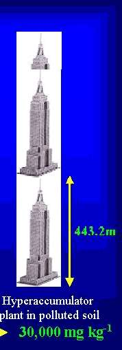 Hiperakkumuláló növények Kb. 400 faj http://www2.dijon.