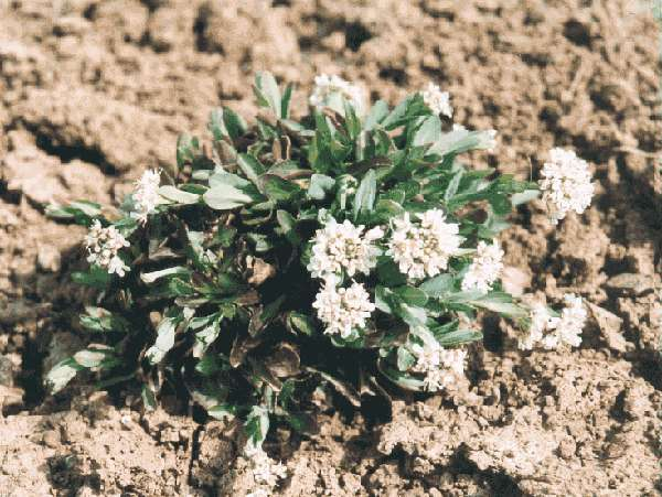 Thlaspi caerulescens (havasalji tarsóka,