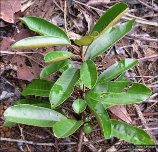 Sebertia acuminata, Új-Kaledónia http://www.endemia.nc/flore/fiche1257.