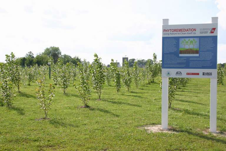 Fűzfa és nyárfa nagy biomasszát képző fajok