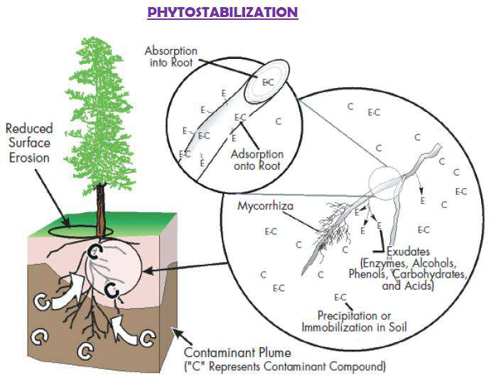 Fitostabilizáció Szennyezőanyagok mobilitásának csökkentése növények (és adalékanyagok) segítségével.